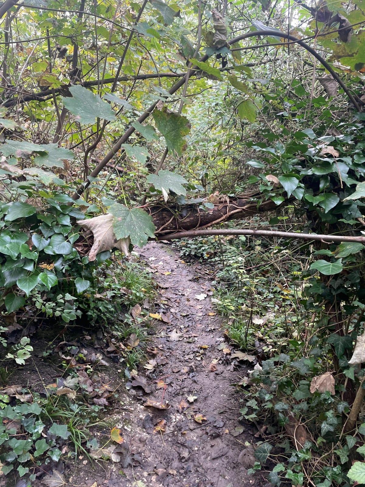 La campagne à la ville au Mont Saint Aignan - Mont-Saint-Aignan
