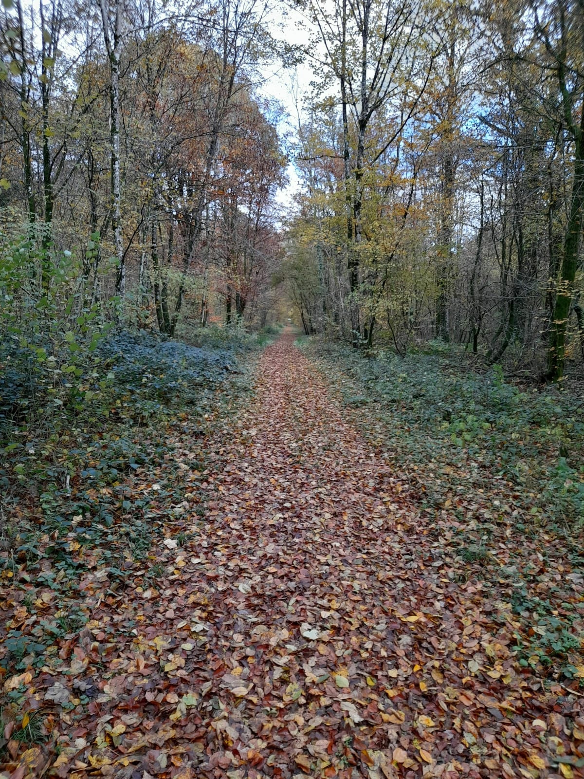 De Montigny à Cons à travers bois - Montigny-sur-Chiers