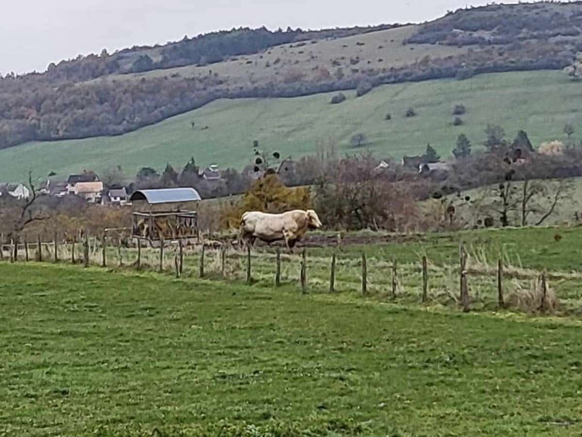 De Barizey à Saint-Hélène par la prairie - Barizey