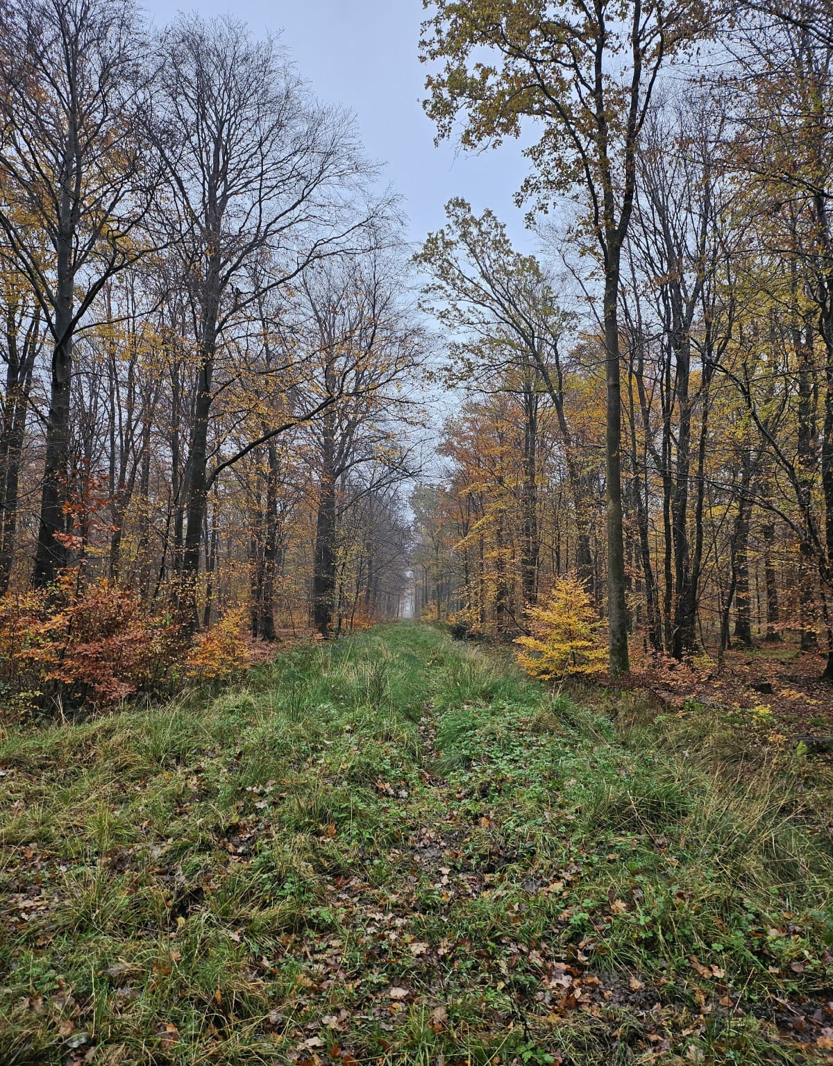 Forêt de Mormal au départ d'Obies - Manon