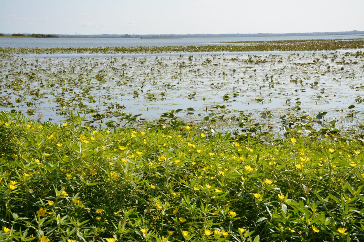 Balade en VTC au lac de Grand-Lieu - La Chevrolière