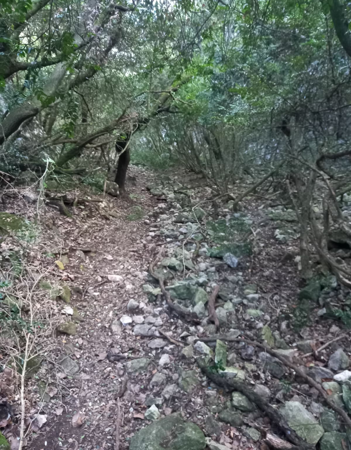 Randonnee en forêt dans les vallons sous Orgon - Dylan