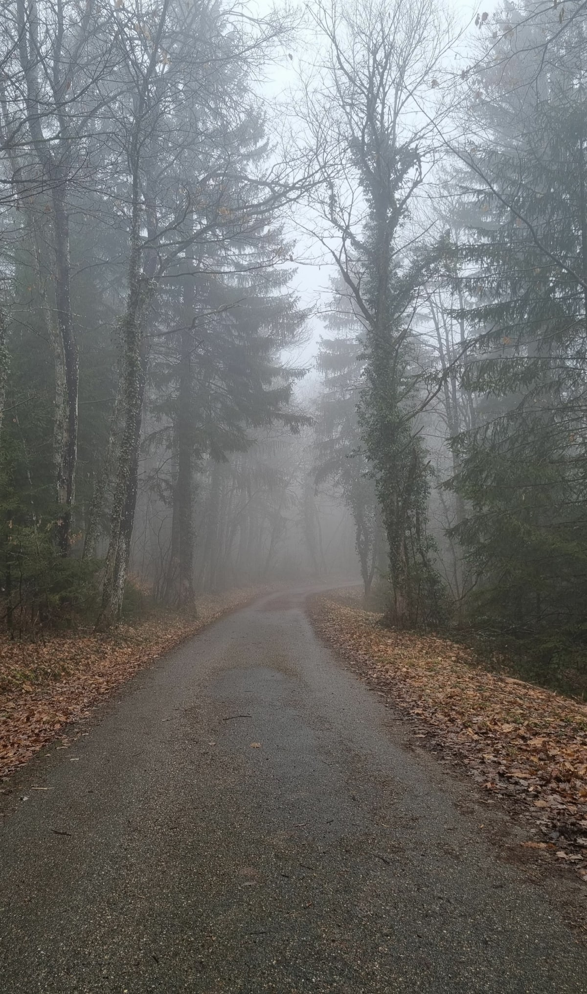 Forêt des Rippes et Montagne d'Âge - Poisy