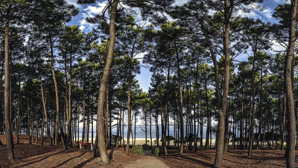 Balade dans la forêt de Lanton - Lanton