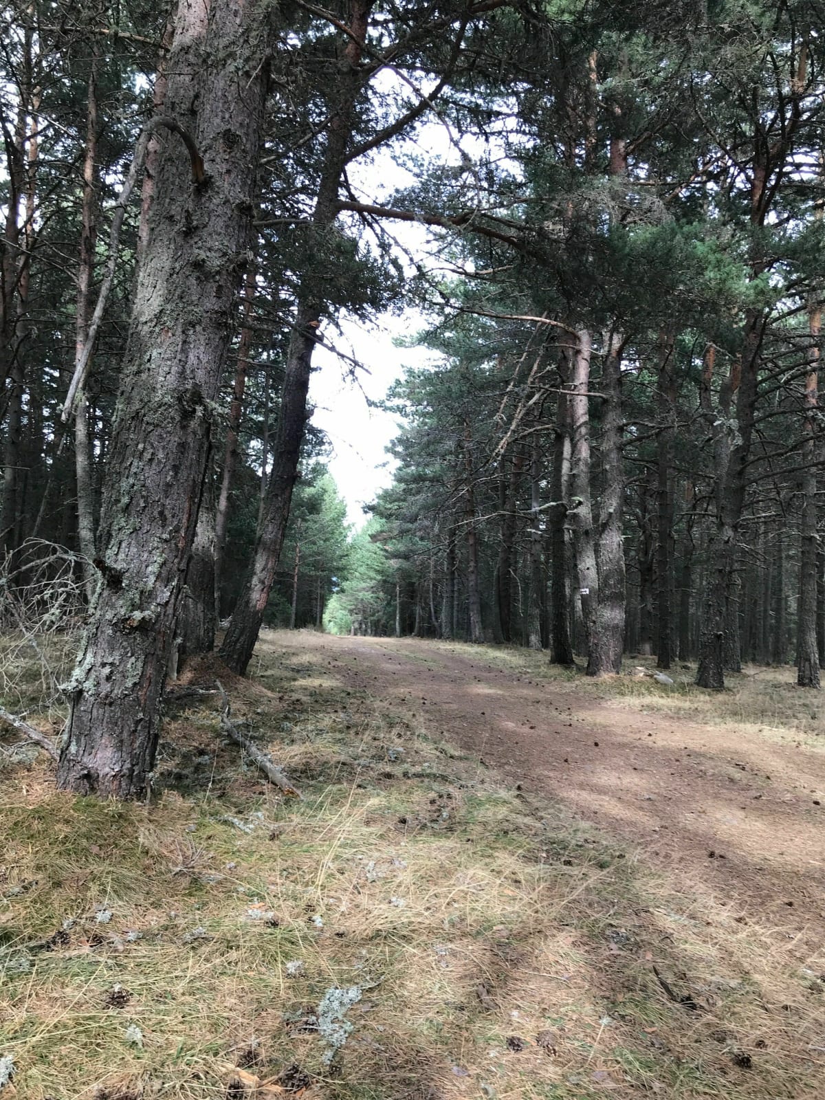 Marche dans Forêt de la Matte à Formiguères - Formiguères