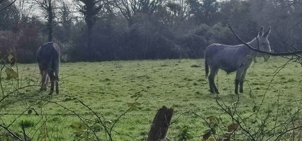 Les différents chemins de la Babinière par le Gros Buisson - Vigneux-de-Bretagne