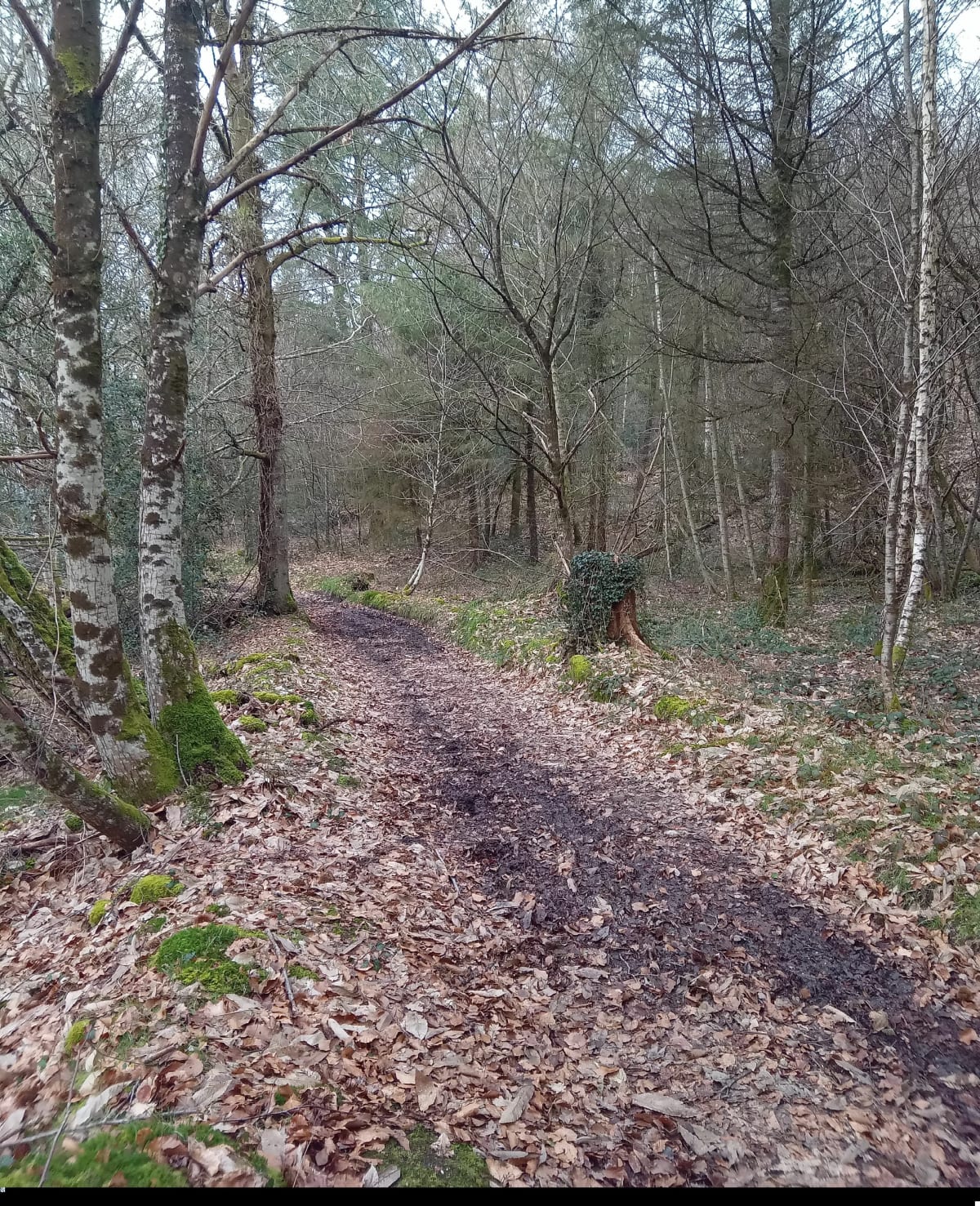Saint-Jouvent, sentier de Neuplanchas - Saint-Jouvent