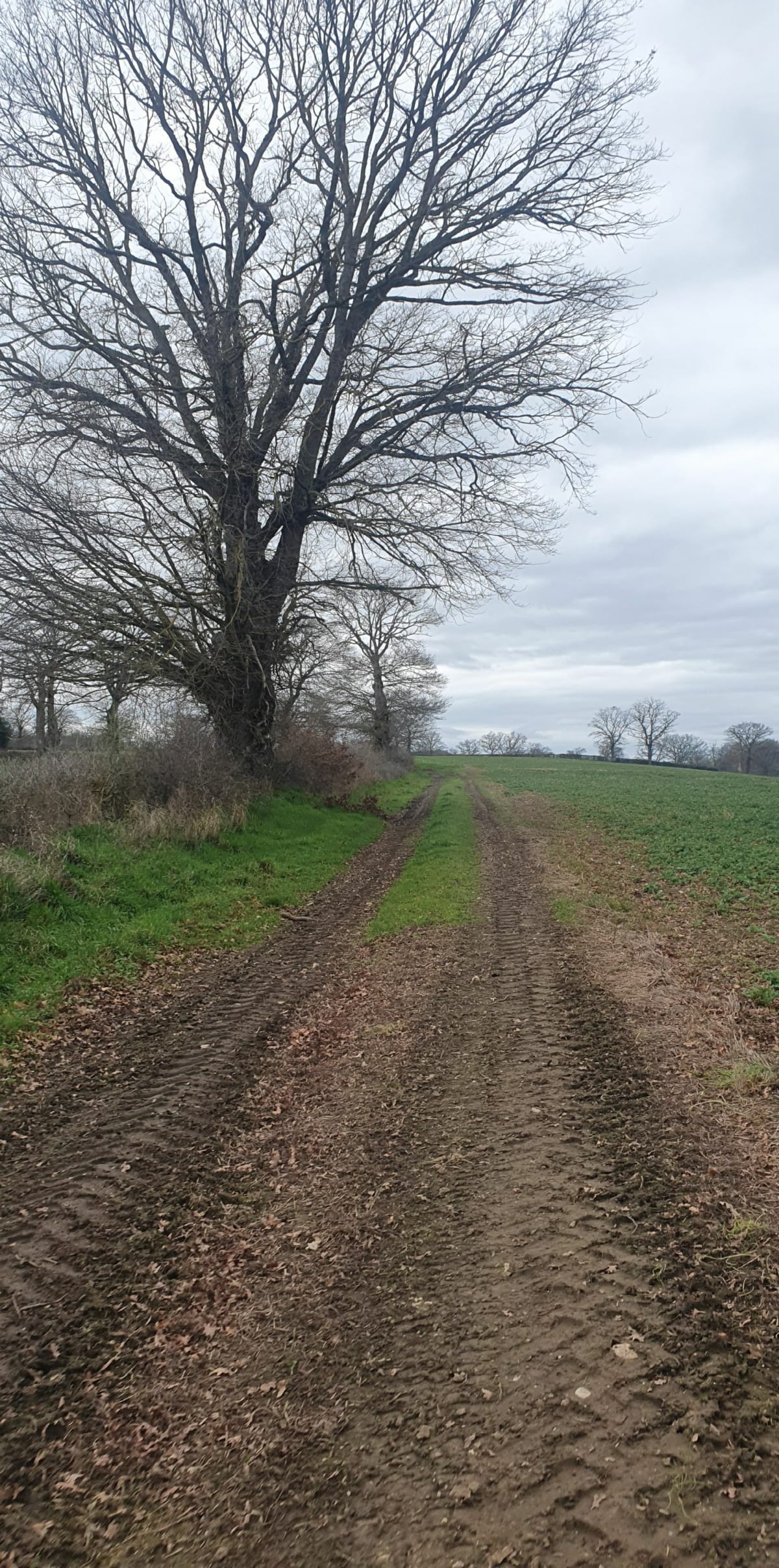 Balades dans les chemins de Courçais - Courçais
