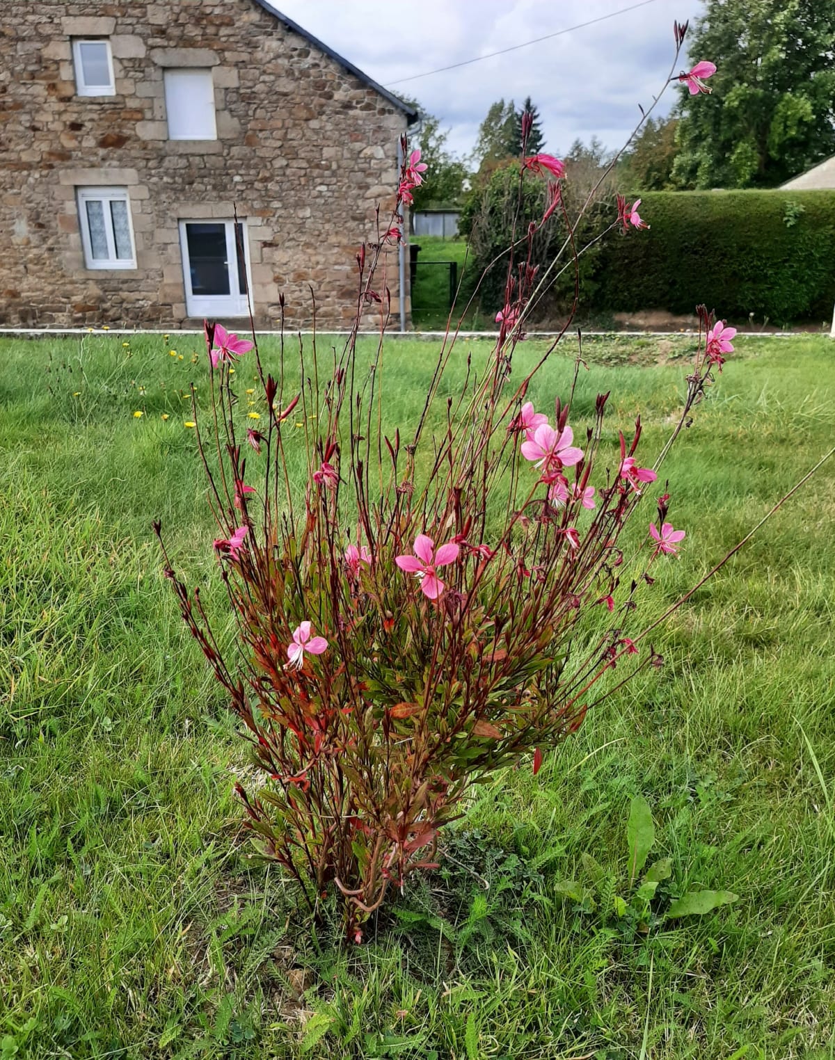 Balade Plélan le long et par la Croix de l'If - Plélan-le-Petit