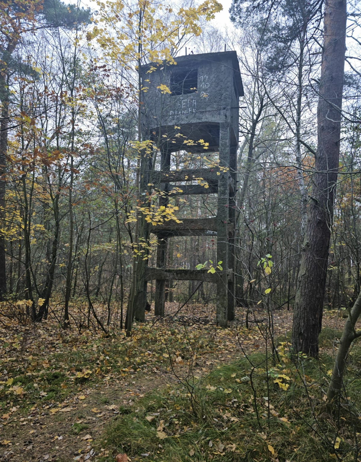 Las - Gorki Zachodnie - Gdańsk