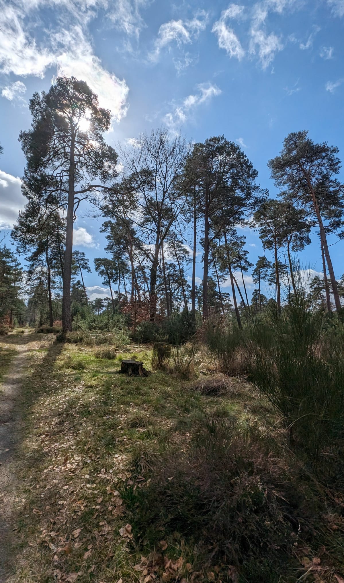 Rocher Princier, Fontainebleau - Avon