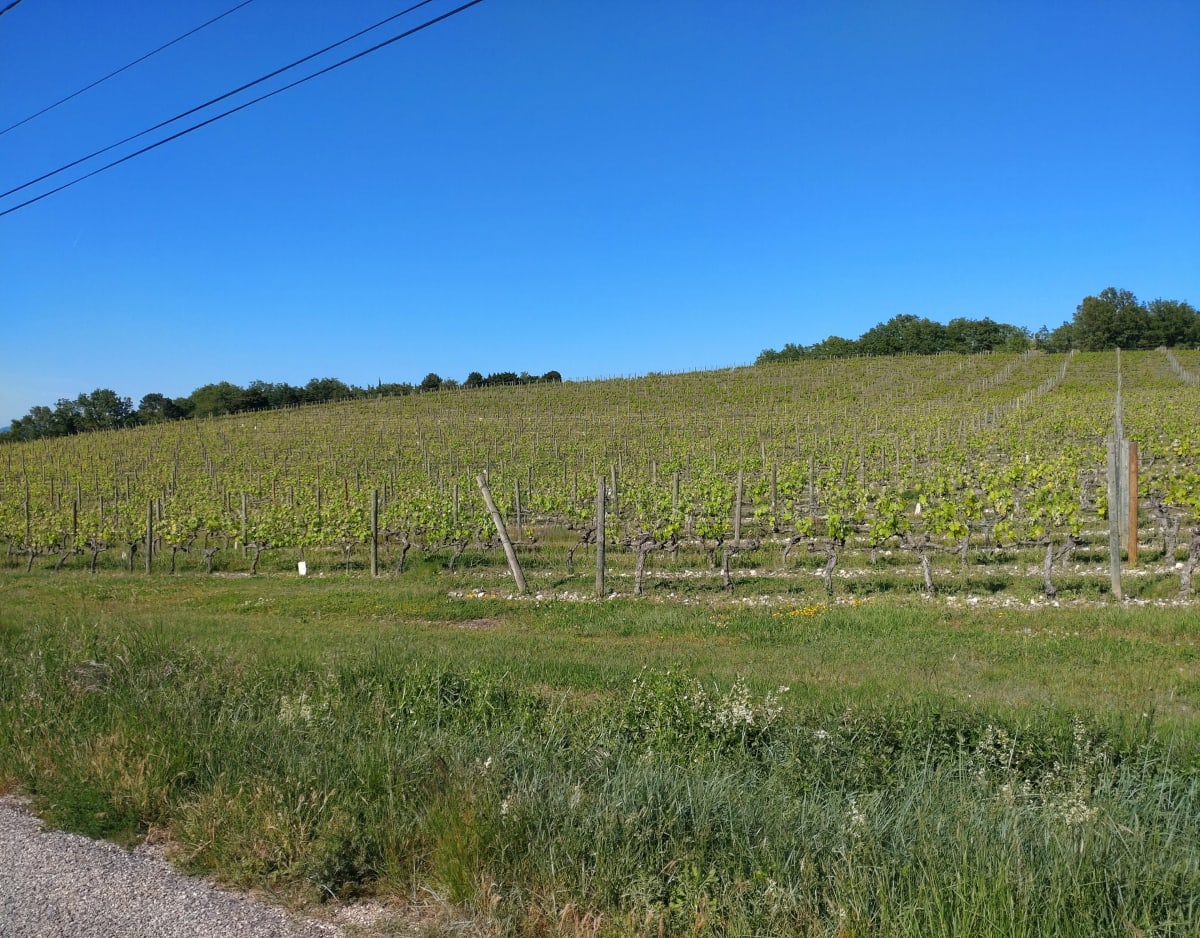 Entre vignes et lavandes à Allan - Allan