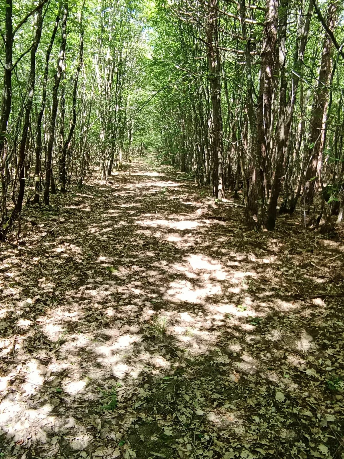 Petit tour dans la forêt de Chambon La Forêt. - Chambon-la-Forêt