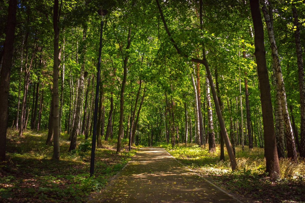 Park Pomiechówek – na spotkanie przygodzie wśród koron drzew - Pomiechówek