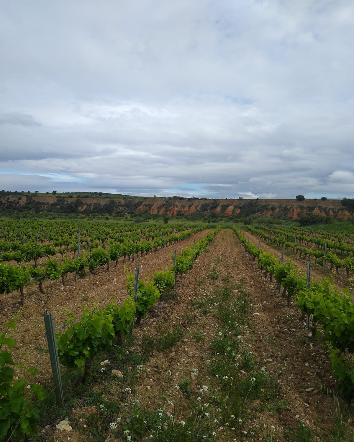 Balade dans les Aspres - Fourques