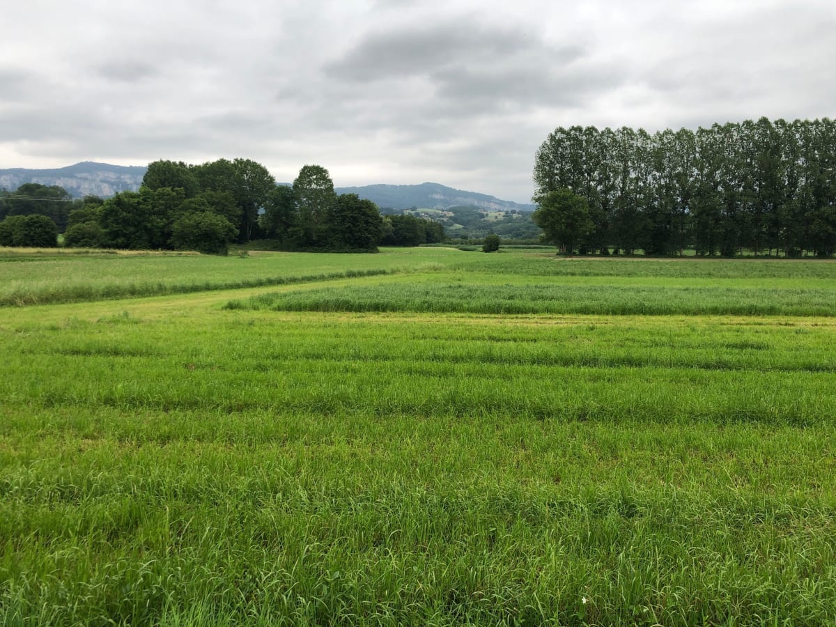 Les marais d’Avressieux - Avressieux