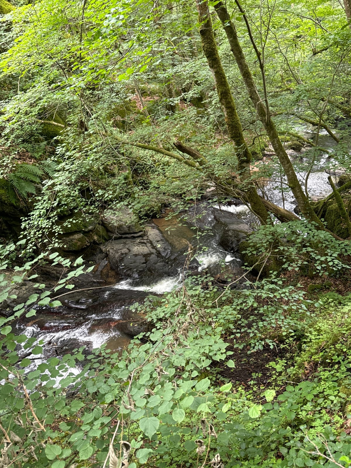 Sortie en Forêt de la Ligoure - Saint-Jean-Ligoure
