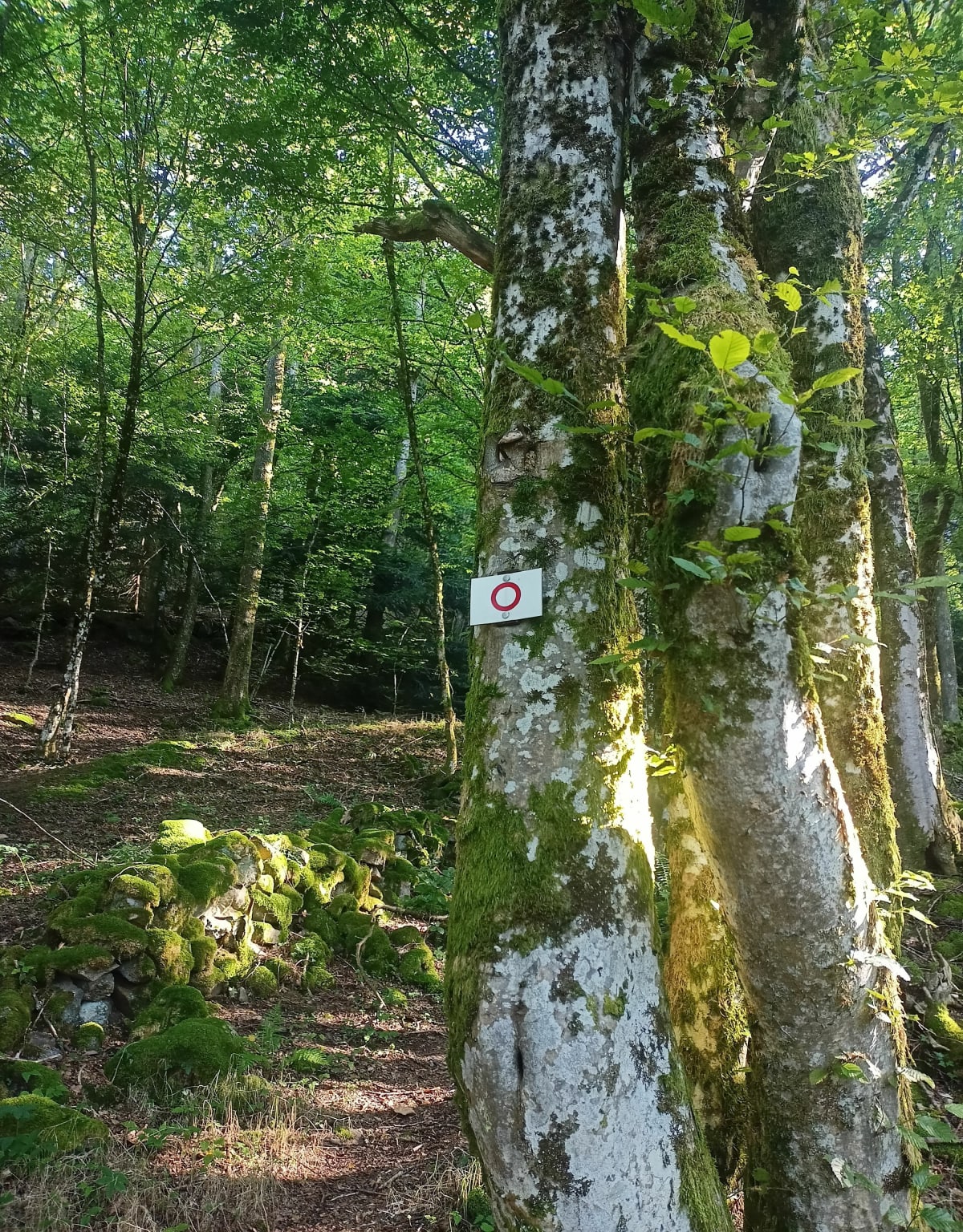 Les Graviers: Balade matinale - Saulxures-sur-Moselotte