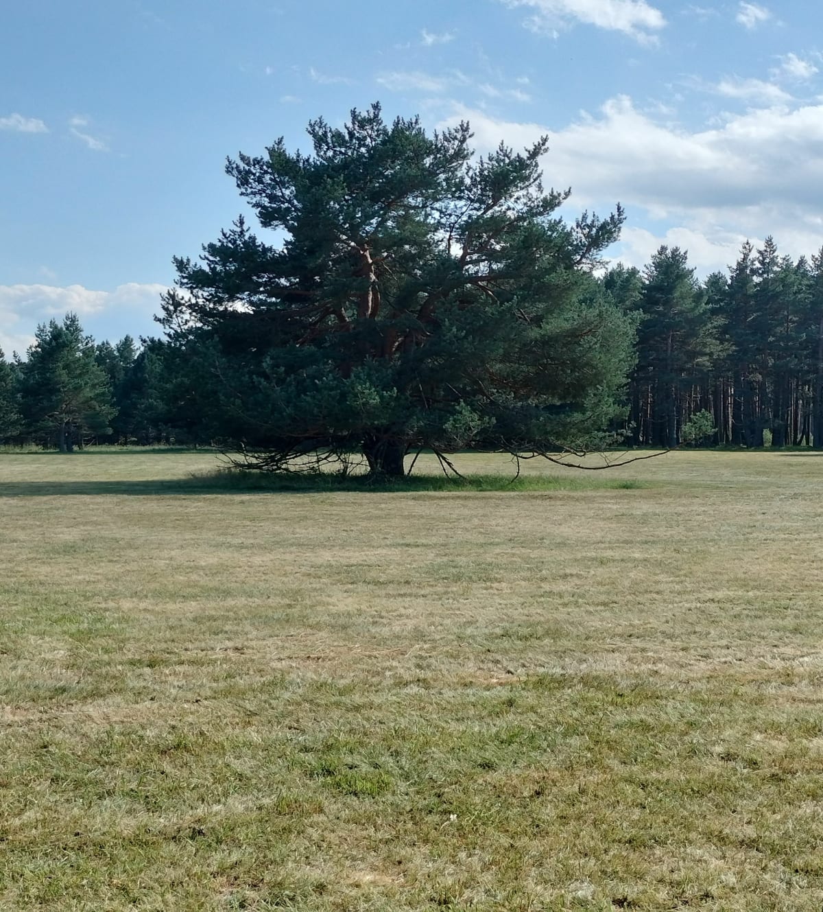 Petit tour dans la Forêt de la Matte. - Les Angles