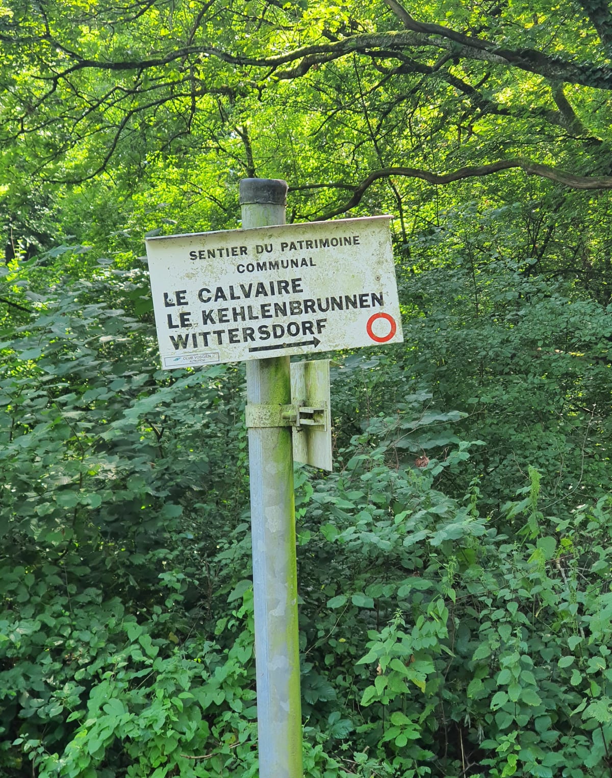 Balade dans les champs et dans la forêt de Wittersdorf. - Wittersdorf