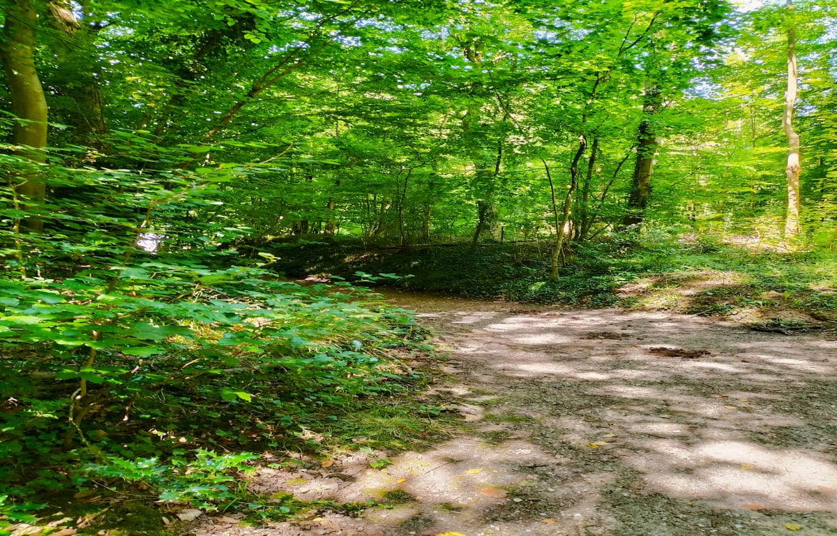 Sortie en Forêt Domaniale Verte - Thierry