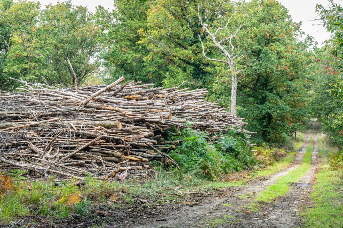 Sortie en Forêt d'Amboise - Dierre
