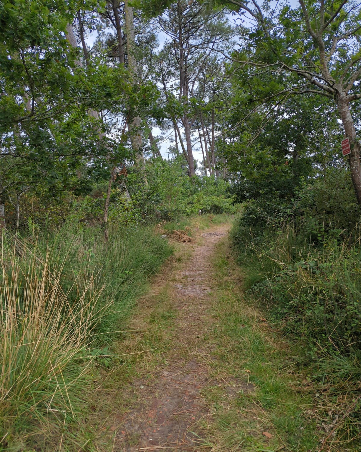 Forêt et chemin forestier au départ du lac Léon - Justine