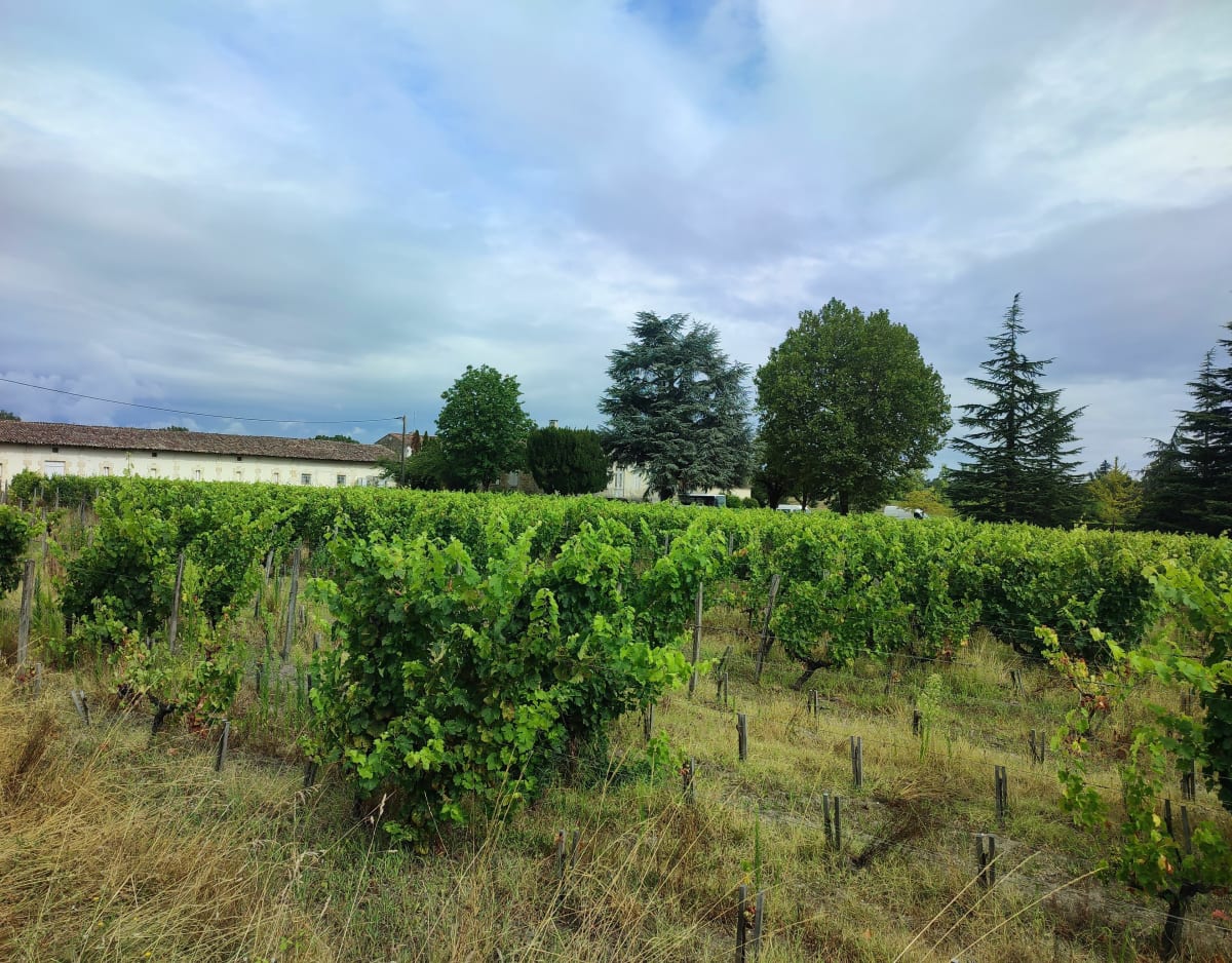 Château du moulin à vent par les bois et les vignes - Castelnau-de-Médoc