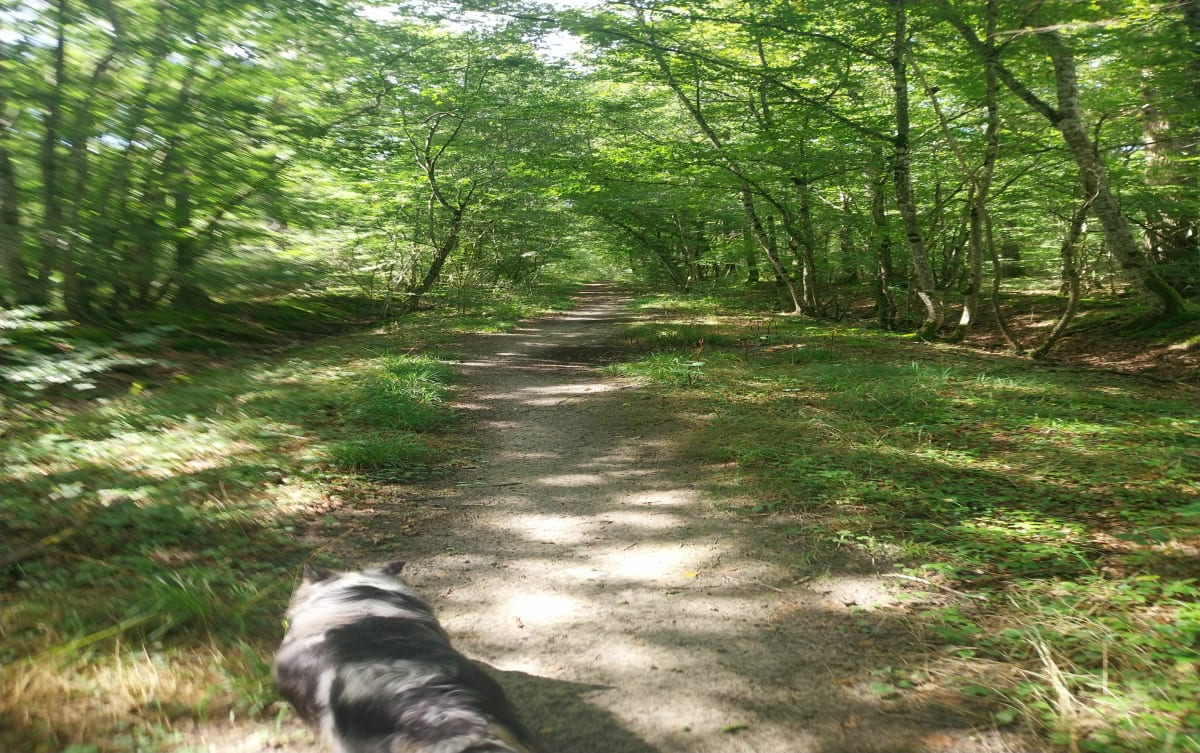 Chemin de la Chieuse - Chanteau