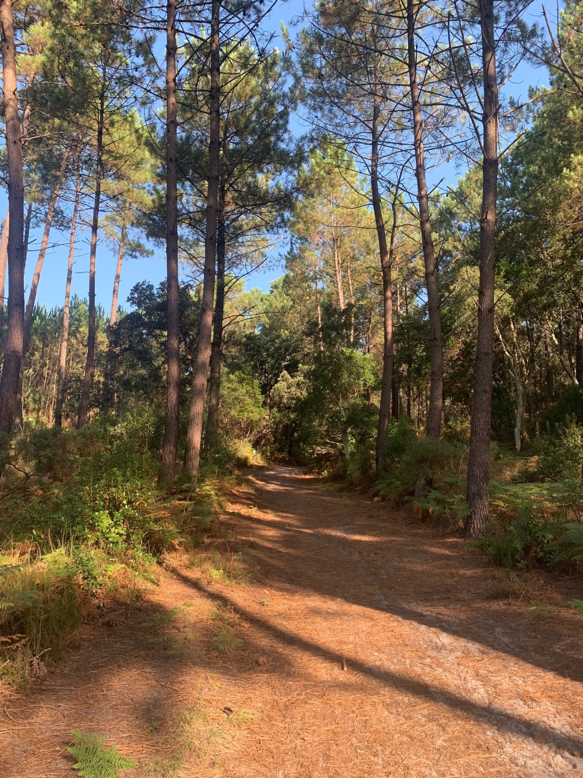 A la découverte de la forêt d’Hossegor. - Soorts-Hossegor