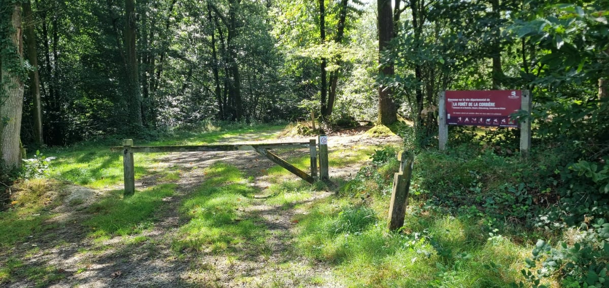 Par la voie romaine, en passant en bord de forêt de La Corbi - ClaRha