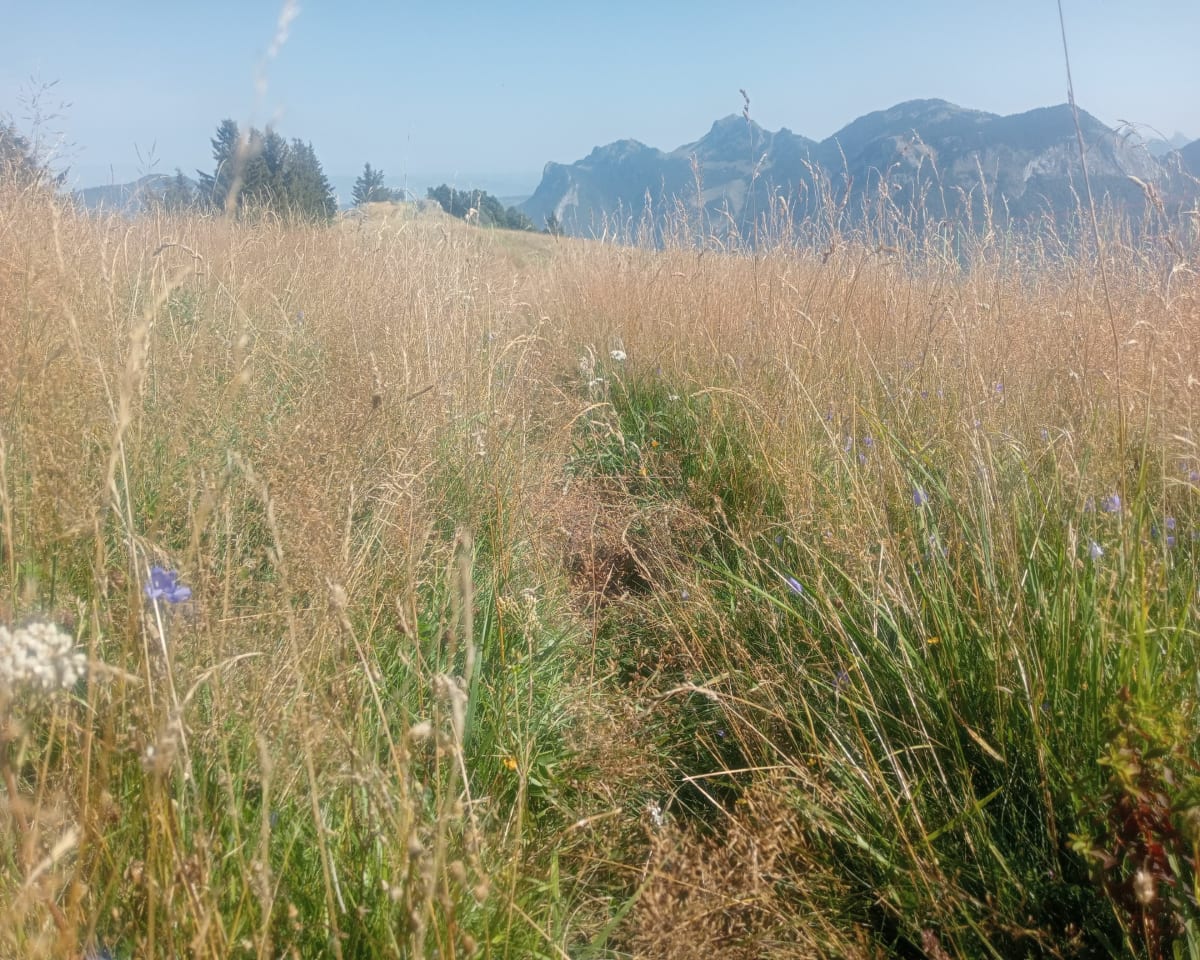 Tour par la Montagne d'Hirmentaz - Bartolome