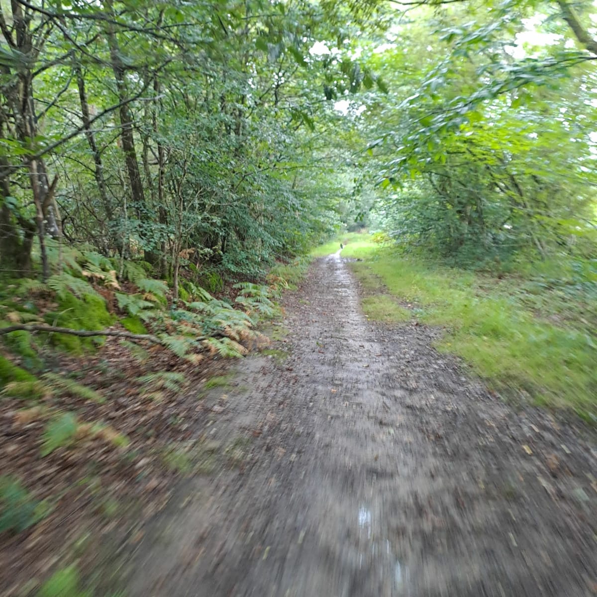Saint-Aubin-du-Cormier entre chemin et route - Saint-Aubin-du-Cormier