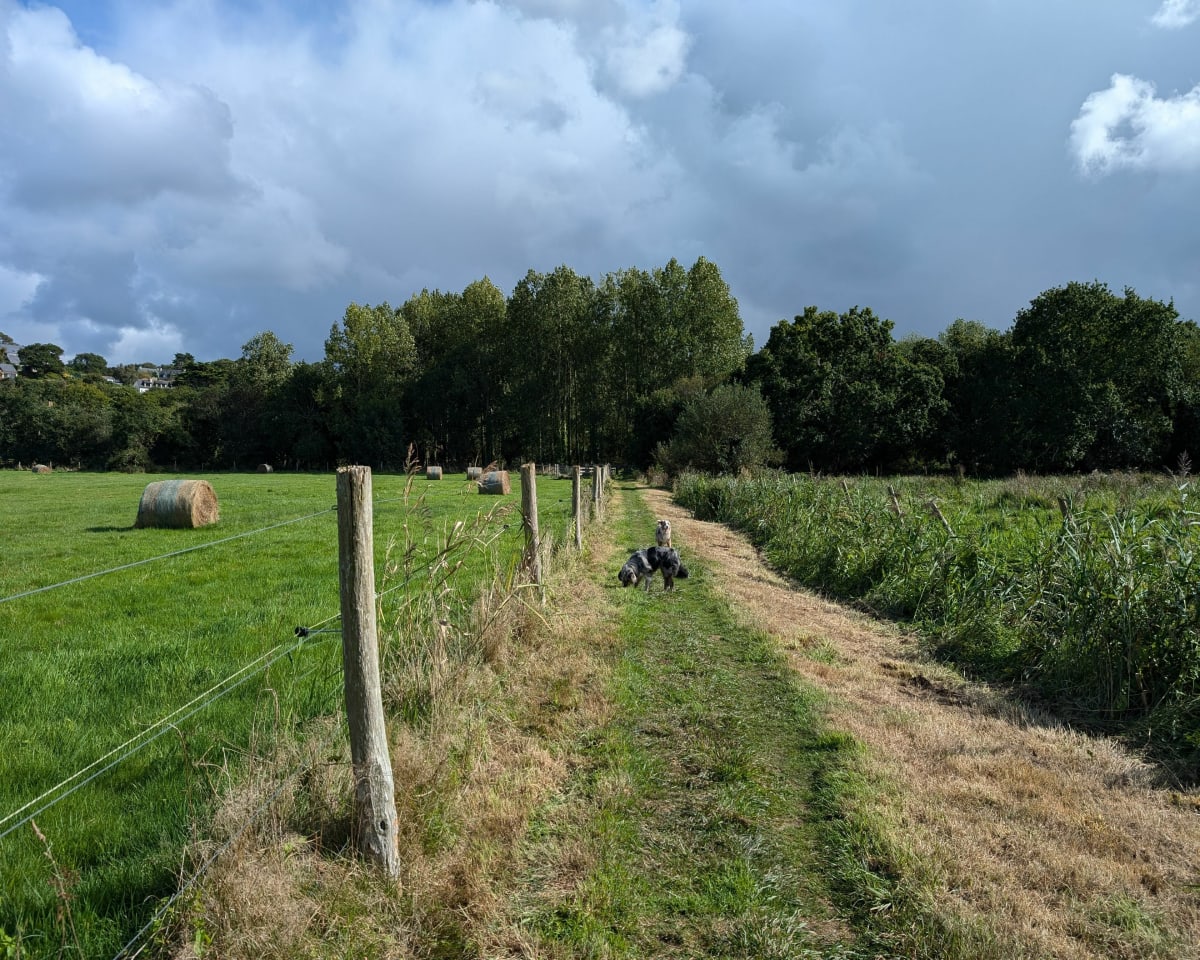 Balade entre marais de Trestel et étang - Trévou-Tréguignec
