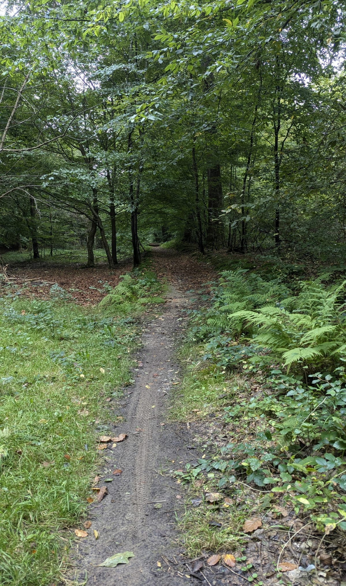 Forêt domaniale Arques-la-Bataille - Ancourt