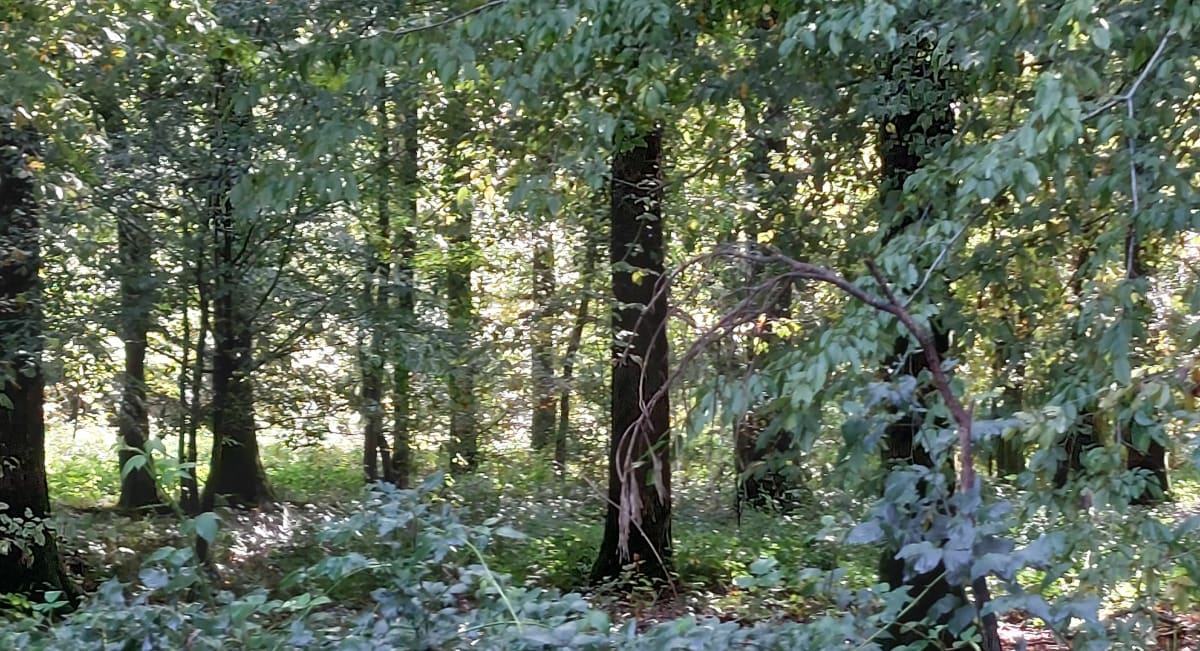 Balade boueuse en forêt de Mormal - Potelle