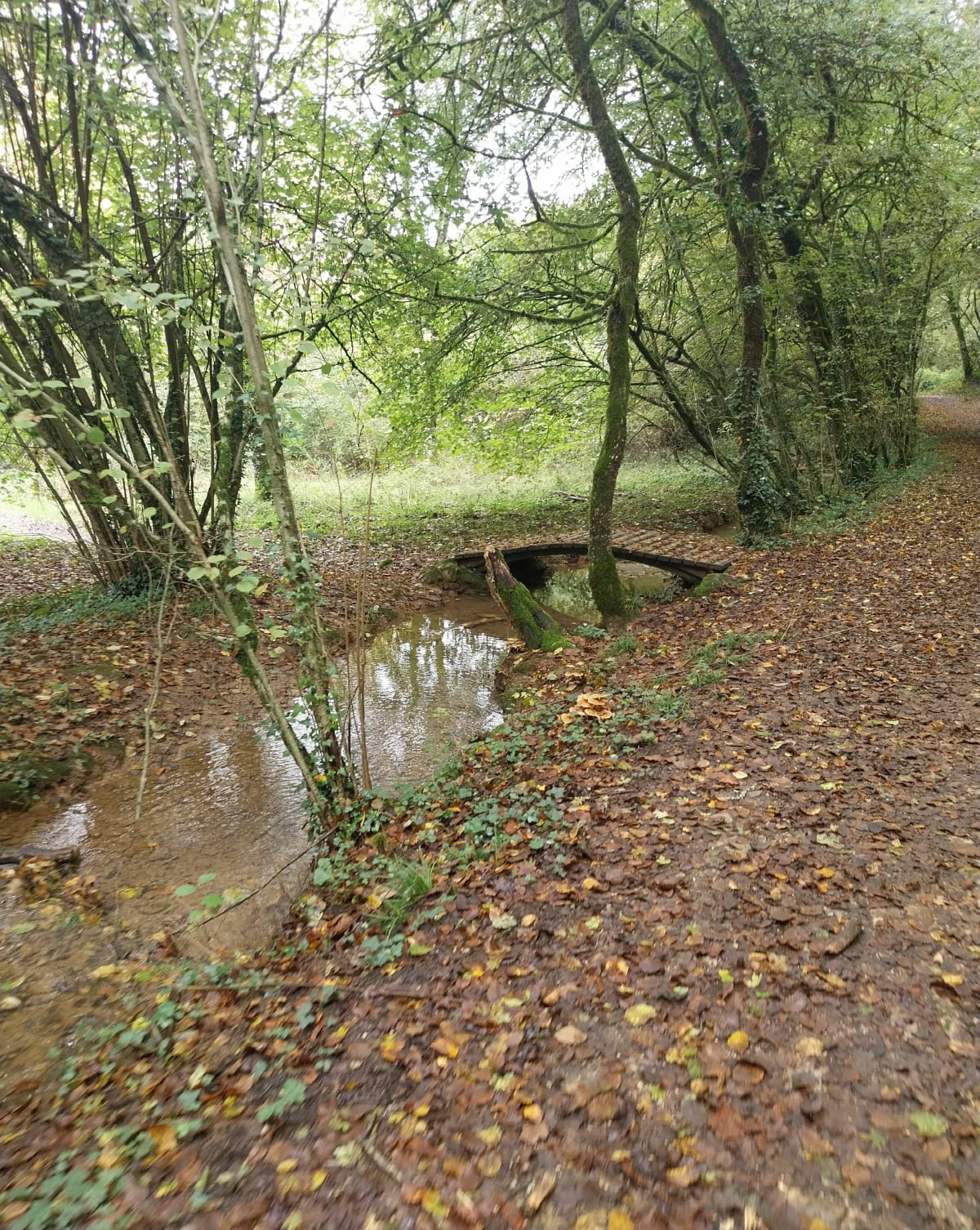 Sortie en foret de St-Pierre à Smarves - Smarves