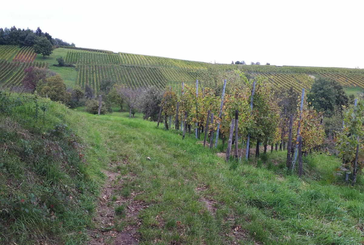 Au dessus du village de Uffoltz - Cernay