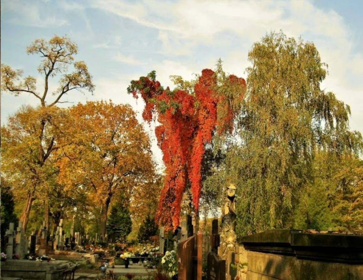 Piękny Cmentarz Brodnowski jesienią - Warszawa