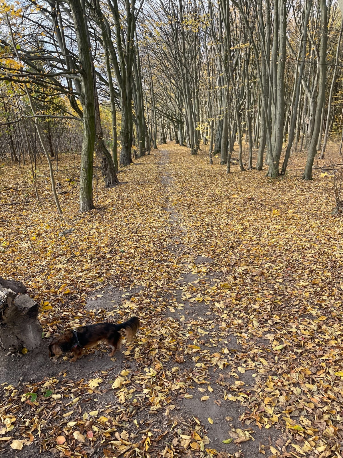 Świetna trasa na spacer z pieskiem - Białystok