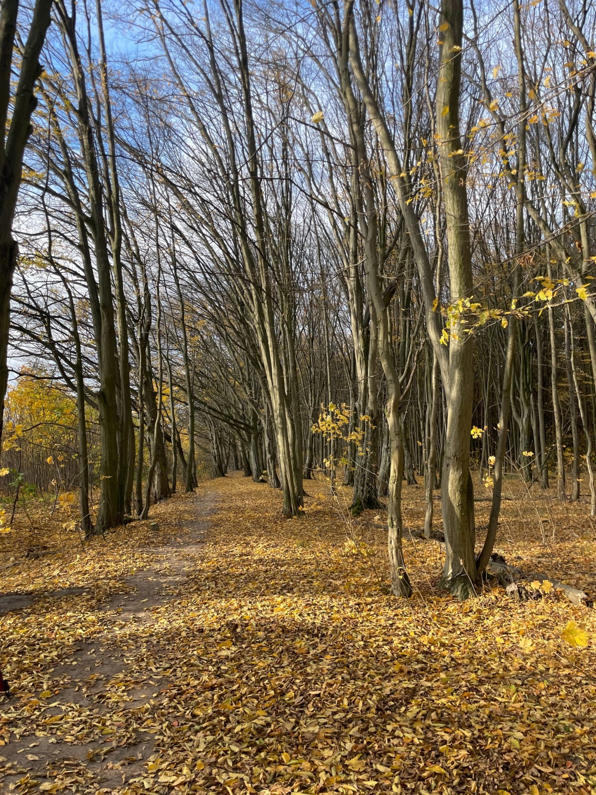 Las Zwierzyniecki i Białystok - Białystok