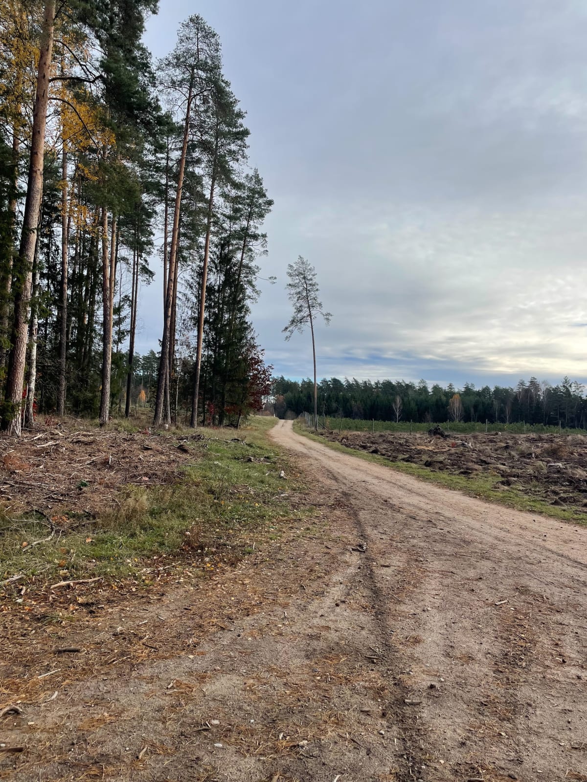 Ścieżka dookoła lasu - Majówka