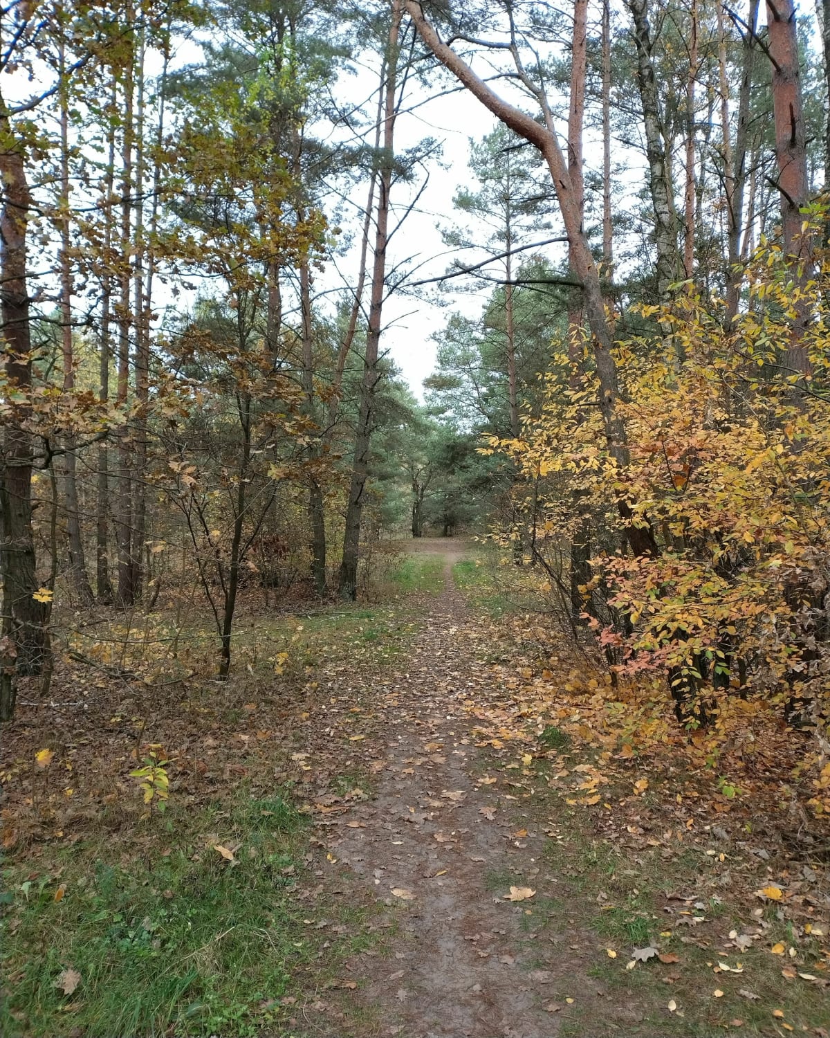 Pętelka do skansenu - Sierpc