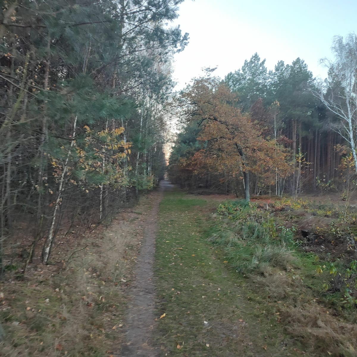Zielony spacrer - Ostrów Wielkopolski