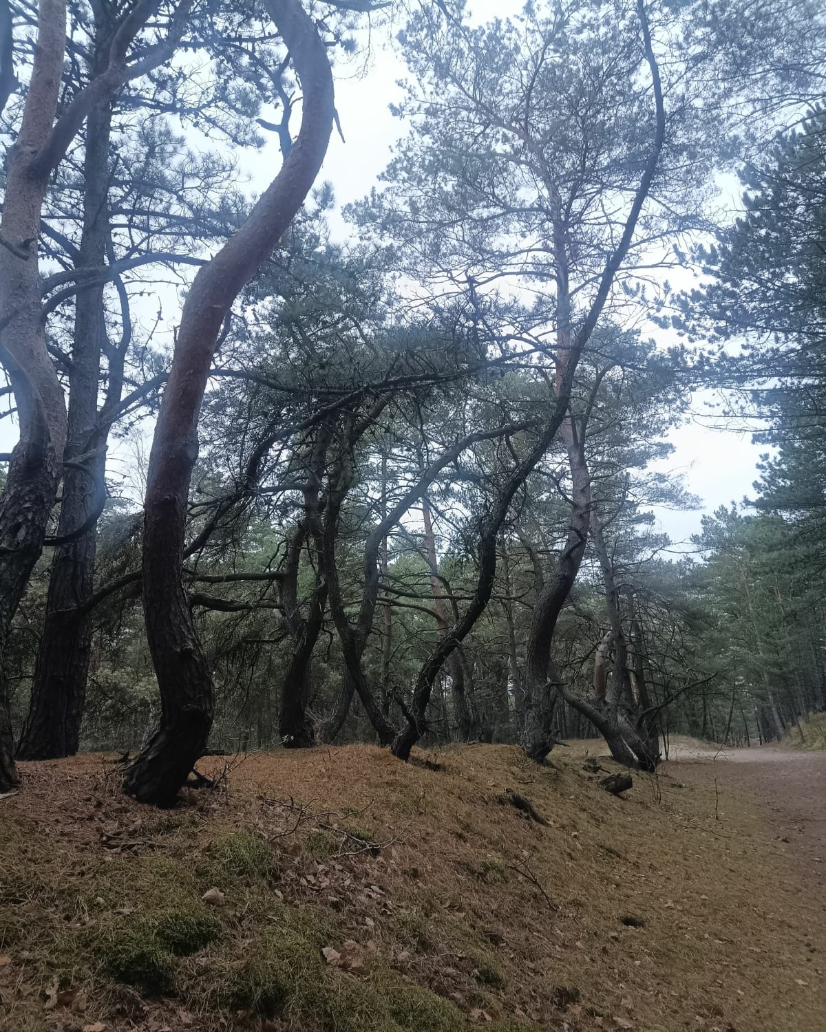 Lasem i plażą dookoła dywizjonu rakietowego - Gdańsk
