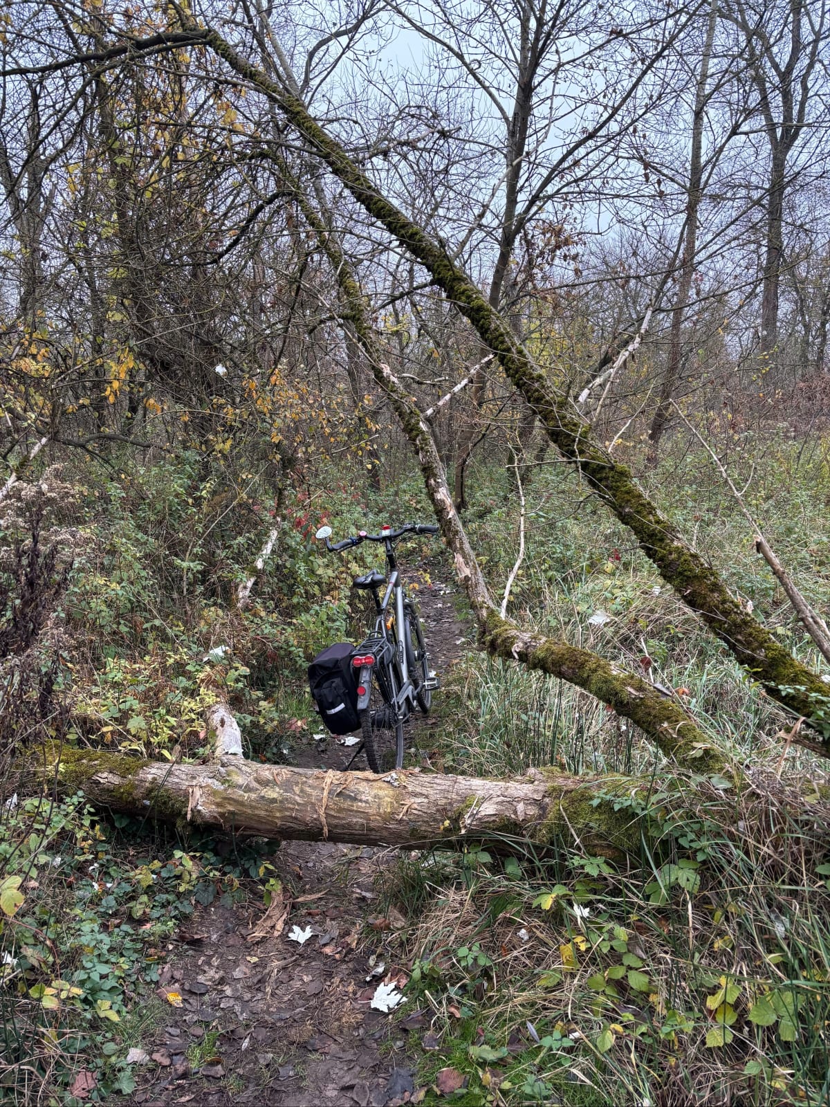 Użytek ekologiczny Dębina I - rowerowe swawole - Poznań