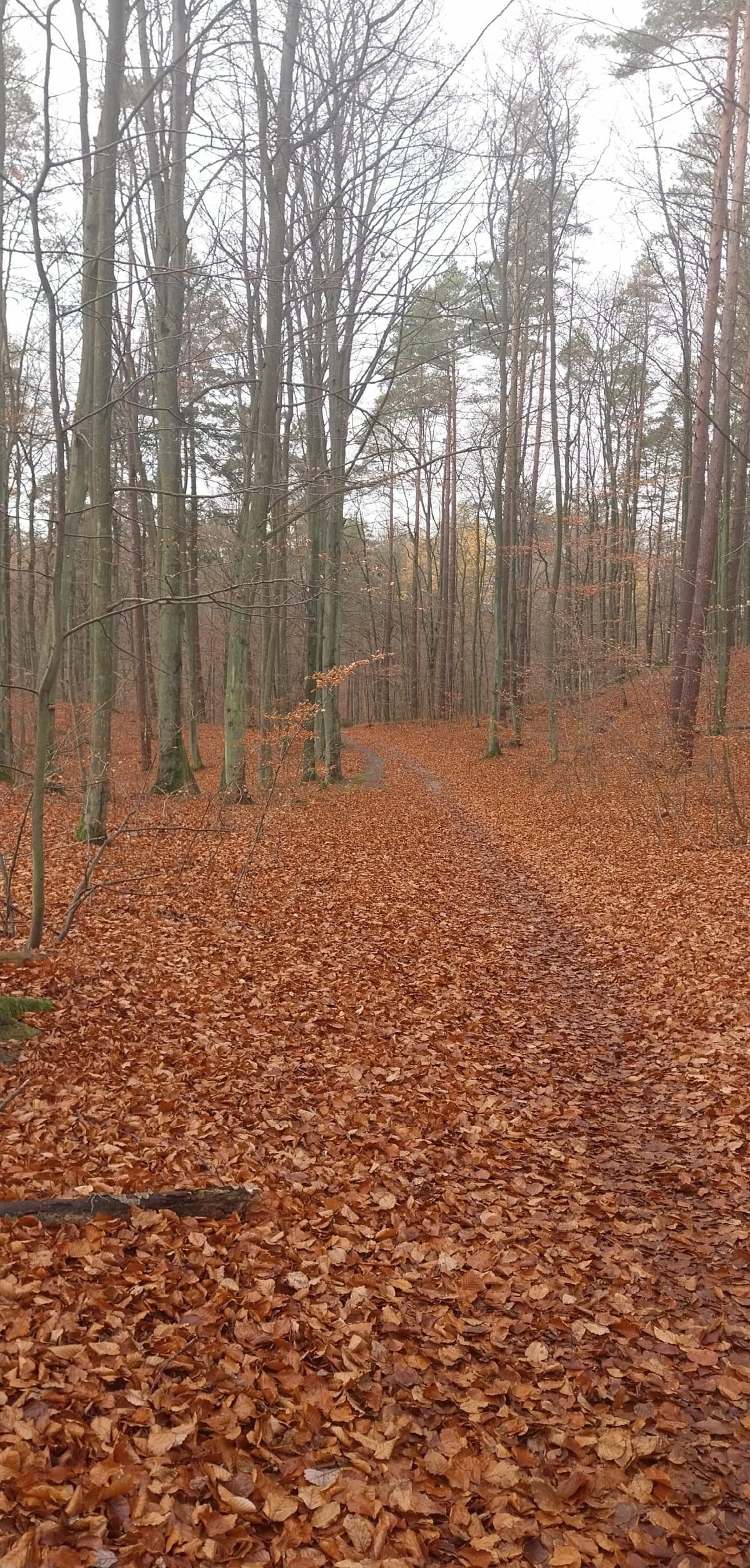 Pętla z Niedźwiednika - Gdańsk