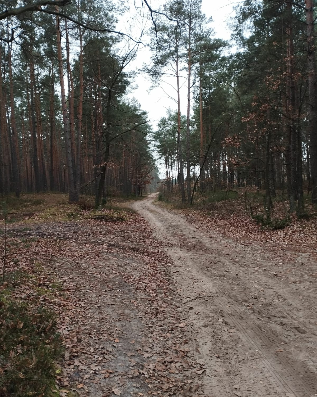 Rundka po lesie Lipniak w pobliżu Siedlec - Stok Wiśniewski