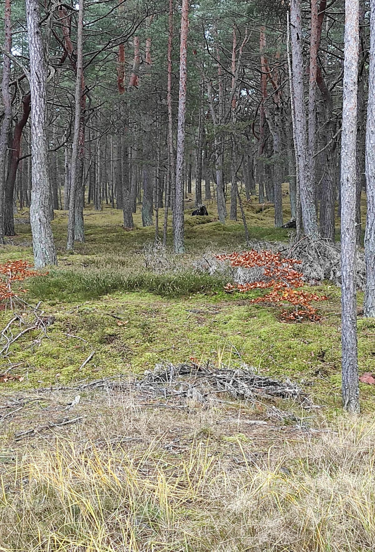 Sobieszewo i Łosie - Gdańsk