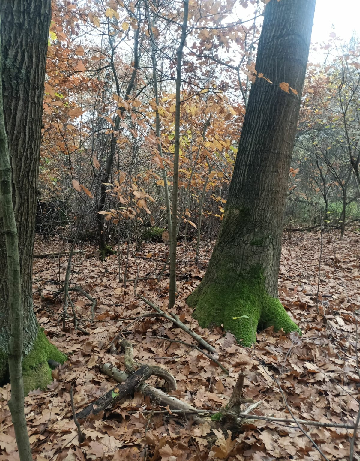 Lublinek i Łódź - Łódź-Polesie